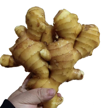 2021 Wholesale organic fresh ginger for export